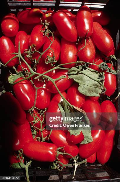 ripe plum tomatoes - plum tomato stock pictures, royalty-free photos & images