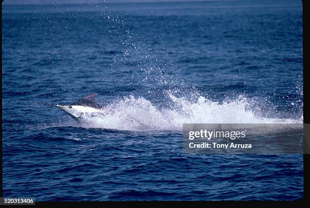blue marlin - marlin stock pictures, royalty-free photos & images
