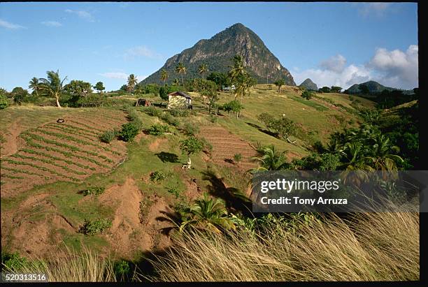 saint lucia farmland, west indies - gros piton stock pictures, royalty-free photos & images