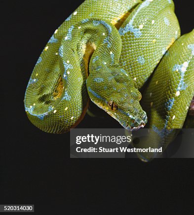 Green Tree Python Green Tree Python