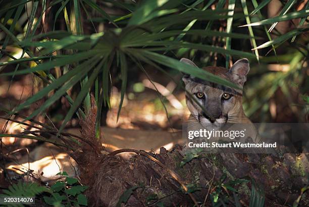 endangered florida panther in the brush - フロリダパンサー ストックフォトと画像