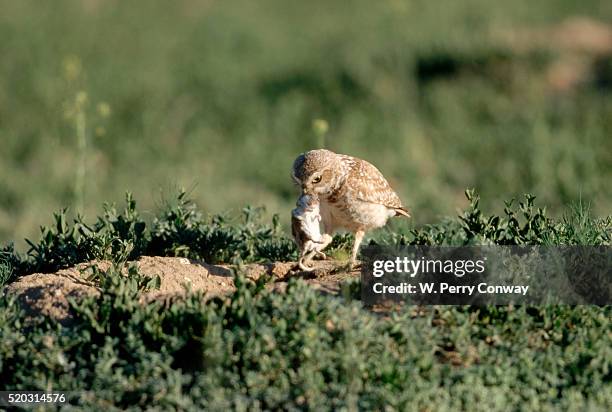 burrowing owl with a white-footed mouse - white footed mouse stock pictures, royalty-free photos & images