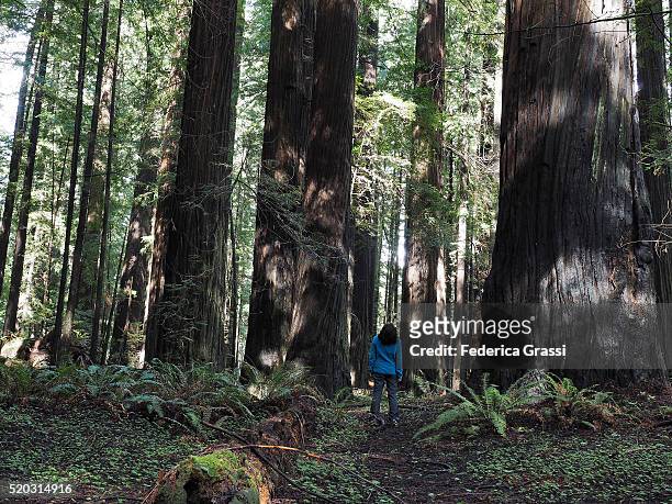 woman among giant redwood trees at humboldt state park - humboldt redwoods state park 個照片及圖片檔