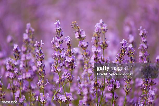 europe, france, vaucluse, lavender field in provence - lavanda foto e immagini stock