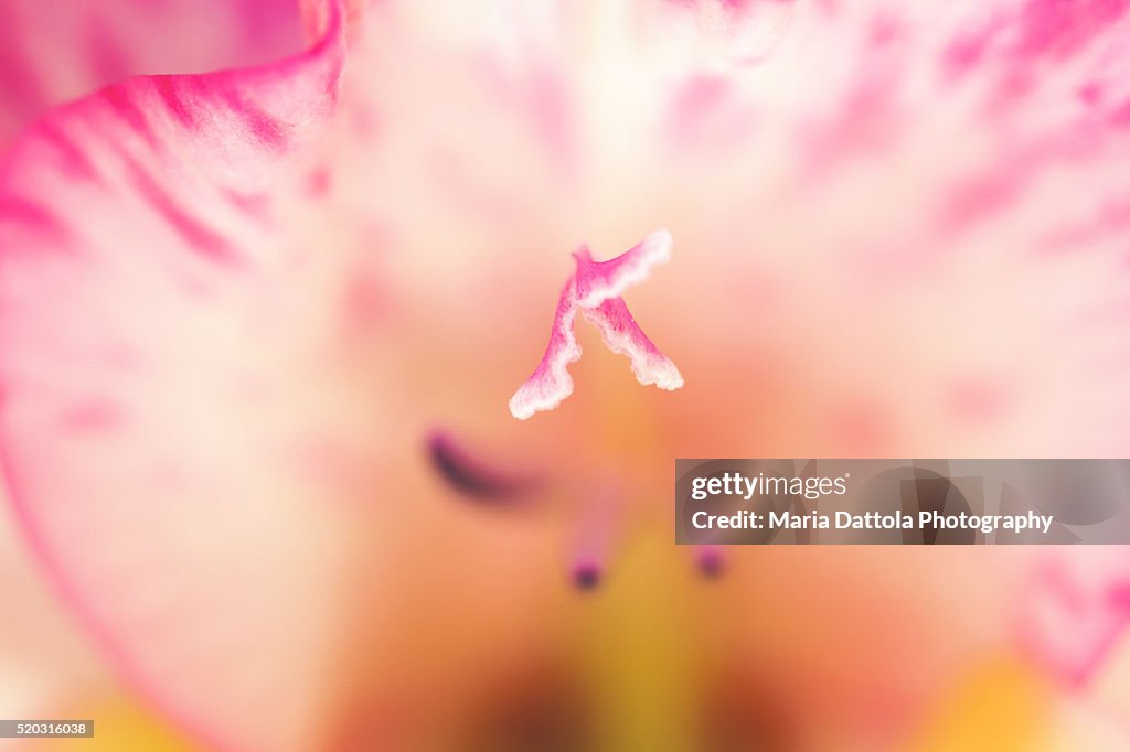 Extreme close-up of pink gladiolus