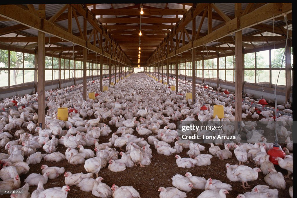 Intensive Faeming Intensive Farming Of Chickens High-Res Stock Photo - Getty Images