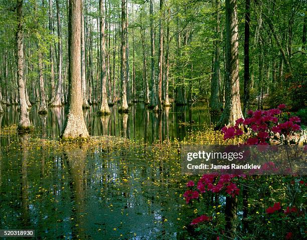 cypress gardens in south carolina - bladderwort stock pictures, royalty-free photos & images