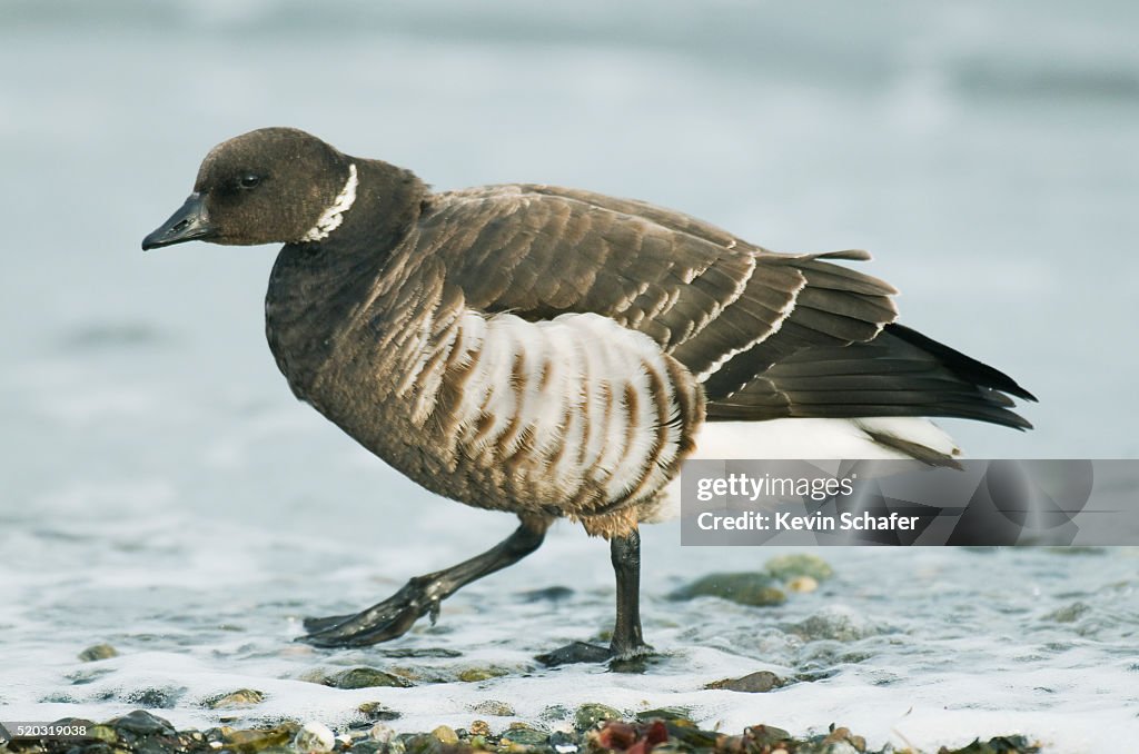 Pacific Black Brant (Branta bernicla nigricans) Puget Sound, Washington MARCH