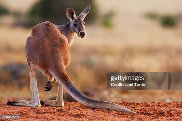 a male red kangaroo shows off its tale while looking from behind - kangaroo jump stock pictures, royalty-free photos & images