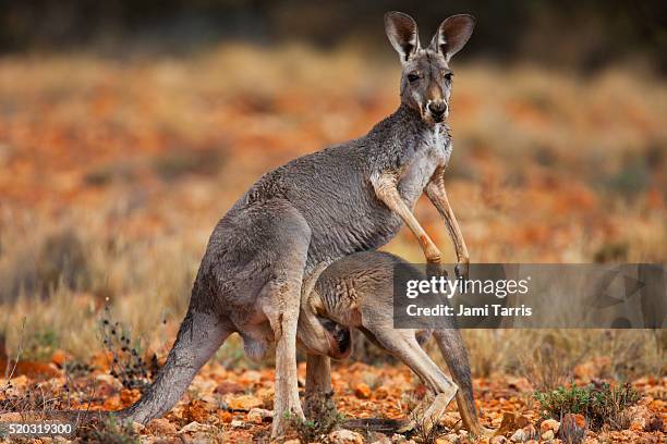 a red kangaroo joey climbing into its mother's pouch - joey kangaroo photos et images de collection