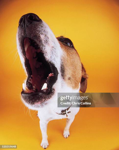 silly barking dog - dog aggression stock pictures, royalty-free photos & images