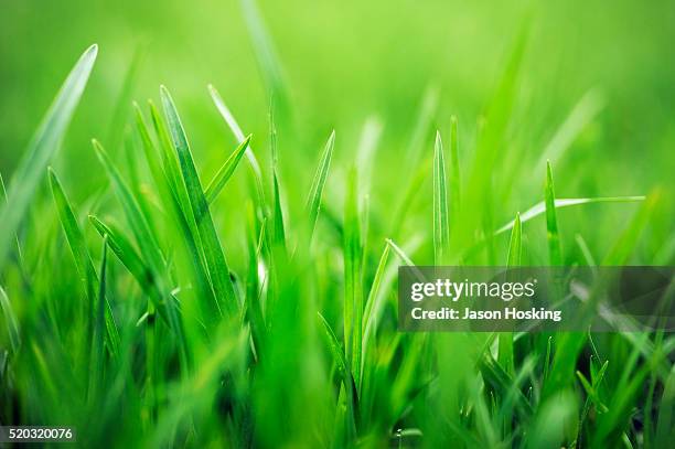 lush green blades of grass - brizna de hierba fotografías e imágenes de stock