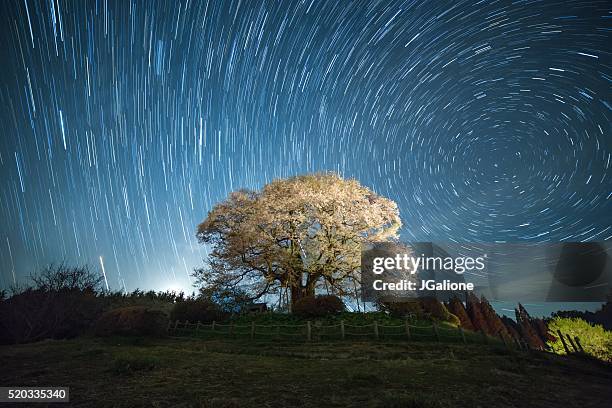 kirsche blüte baum bei nacht unter der norden sterne - erblühen zeitraffer stock-fotos und bilder