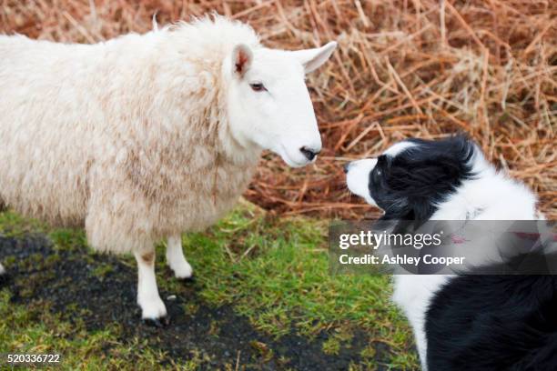 a sheep at portnalong, isle of skye, scotland, uk, being closely watched by a pet border collie. - agnello animale foto e immagini stock