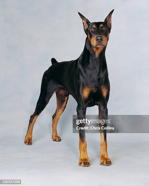 doberman pinscher posing - dobermann stock pictures, royalty-free photos & images