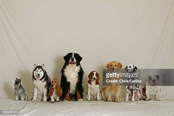 breeds of dogs lined up - basset stock-fotos und bilder