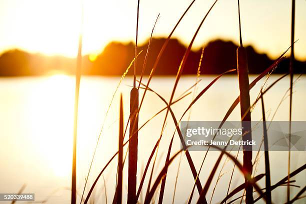 230 Jenny Reed Stock Photos, High-Res Pictures, and Images - Getty Images