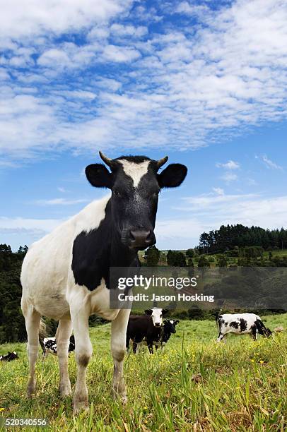 cattle in grassy meadow - new zealand cow stock pictures, royalty-free photos & images