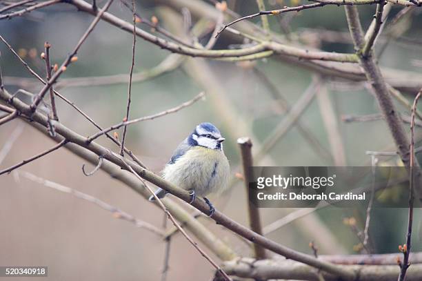 blue tit - blue cardinal bird imagens e fotografias de stock
