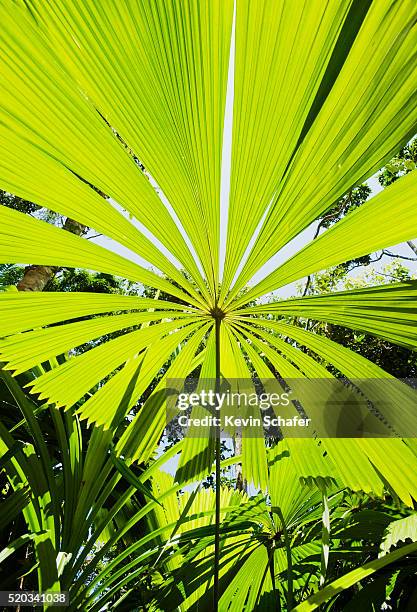 licuala palm, or australian fan palm (licuala ramsayi) endemic tree, licuala state forest, mission beach, queensland, australia - playa mission queensland fotografías e imágenes de stock