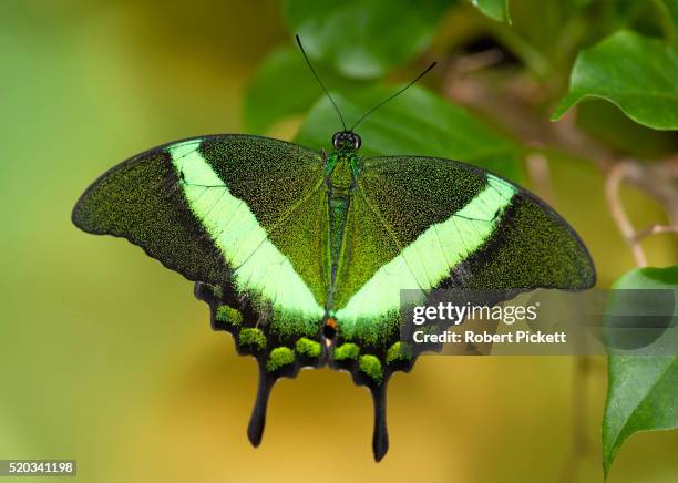 emerald swallowtail butterfly - emerald swallowtail stockfoto's en -beelden