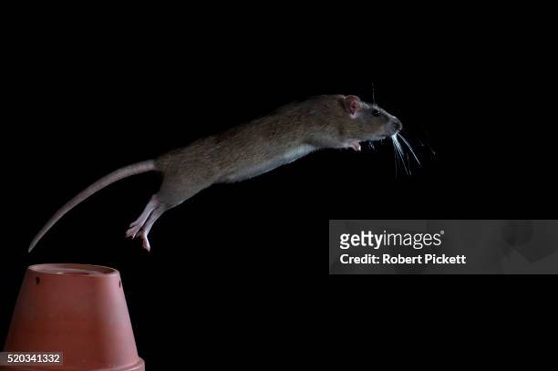brown rat jumping - rat stock pictures, royalty-free photos & images
