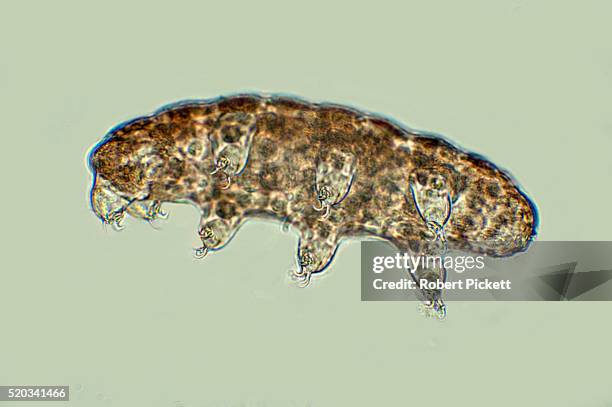 water bear - water bear stock pictures, royalty-free photos & images