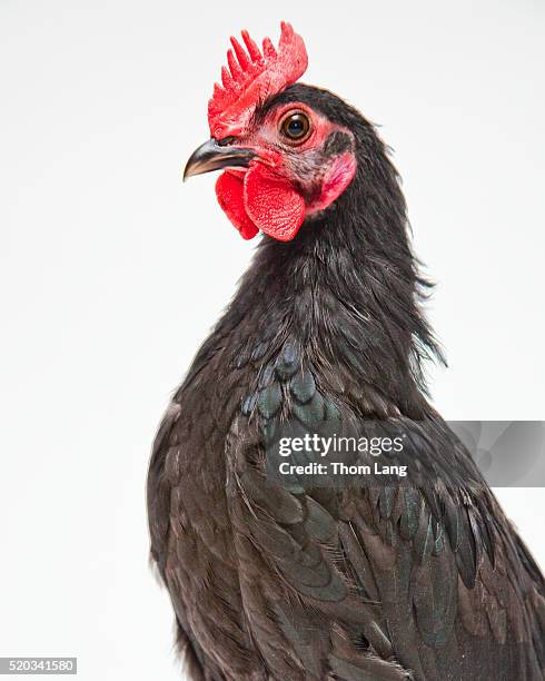 Baby Roster 529 Baby Hens Stock Photos, High-Res Pictures, and Images - Getty Images