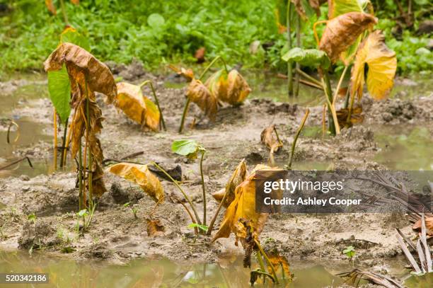 poulaka crops killed by advancing salt water - tuvalu stock pictures, royalty-free photos & images