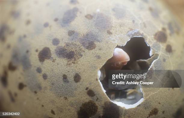 herring gull chick pecking at eggshell with egg tooth - schiusura delle uova foto e immagini stock