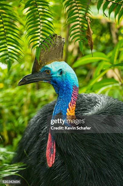 male southern cassowary - southern cassowary bird stockfoto's en -beelden