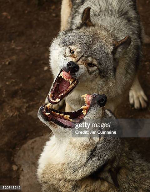 timber wolves - rosnar imagens e fotografias de stock