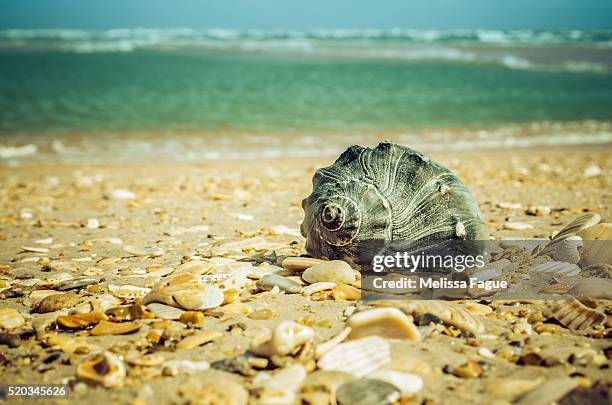 daydreams on the shore whelk seashell on sandy beach and ocean - wulk stockfoto's en -beelden