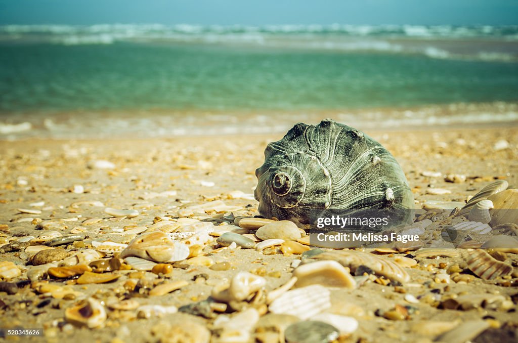 Daydreams on the Shore Whelk Seashell on Sandy Beach and Ocean