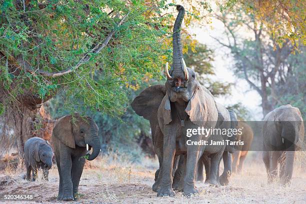 a herd of desert-adapted elephants walking together through a dry river bed - african elephants stock pictures, royalty-free photos & images