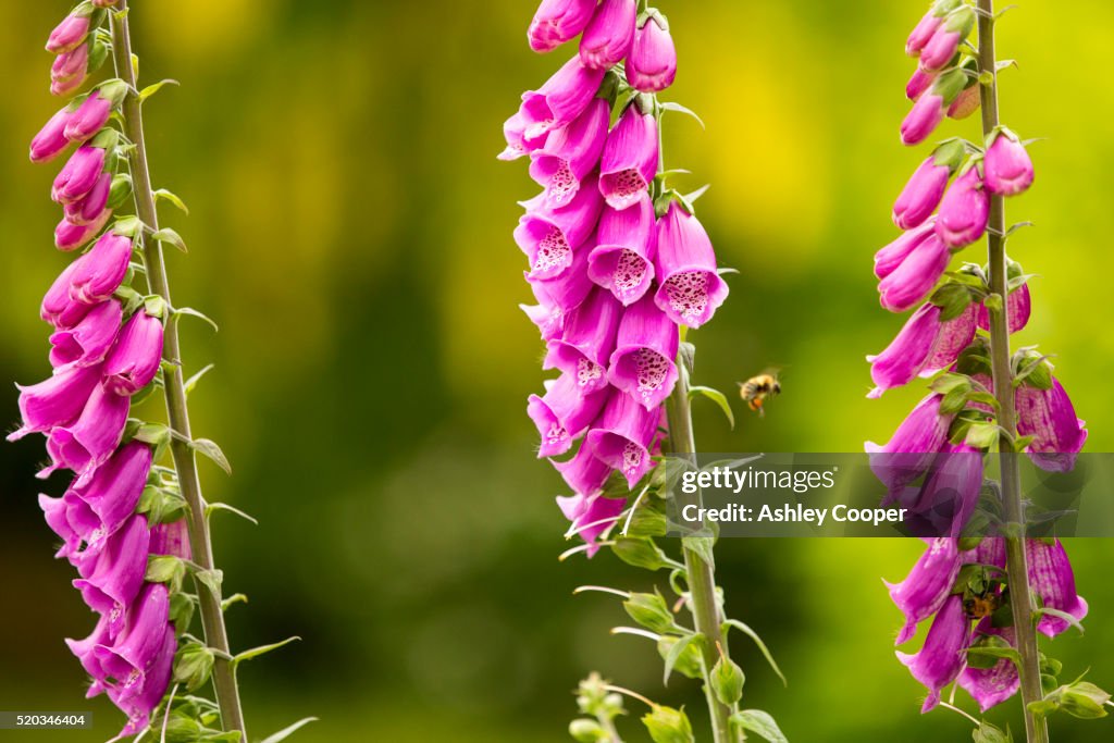 A Bumble Bee gathering pollen from foxgloves