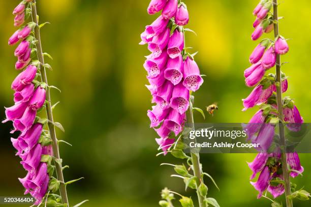 a bumble bee gathering pollen from foxgloves - foxglove stock pictures, royalty-free photos & images