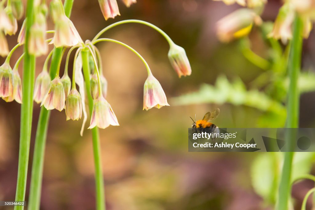 Bumble Bee gathering pollen from an Alium flower