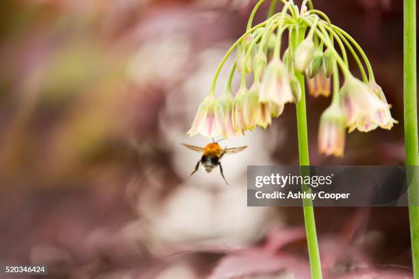 bumble bee gathering pollen from an alium flower - alium stock pictures, royalty-free photos & images