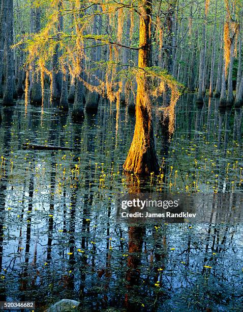 cypress tree and bladderwort flowers in swamp - erba vescica foto e immagini stock