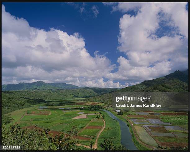 hanalei river running through fields of taro - hanalei national wildlife refuge stock pictures, royalty-free photos & images