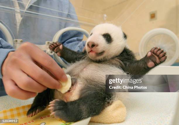 Chinese veterinarian cleans excrement of a panda cub at the Wolong Giant Panda Bear Research Center, on October 20, 2004 in Wolong, China. The...