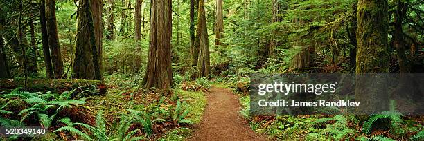 trail in hoh rainforest - gematigd regenwoud stockfoto's en -beelden