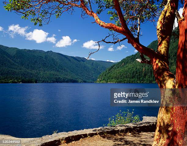 pacific madrone by lake crescent - pacific madrone stockfoto's en -beelden