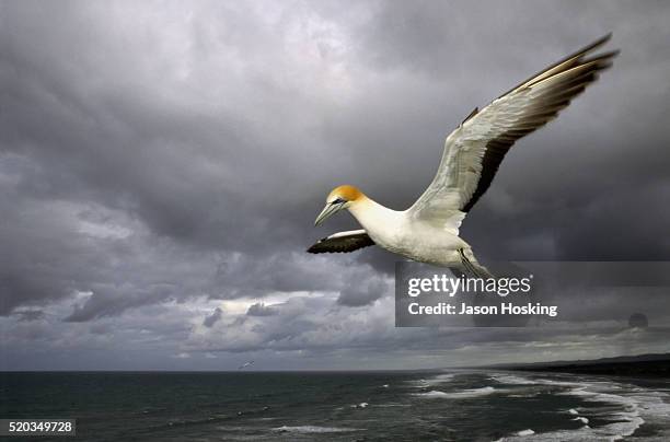 gannet flying above the sea, new zealand, australia - jan van gent stockfoto's en -beelden