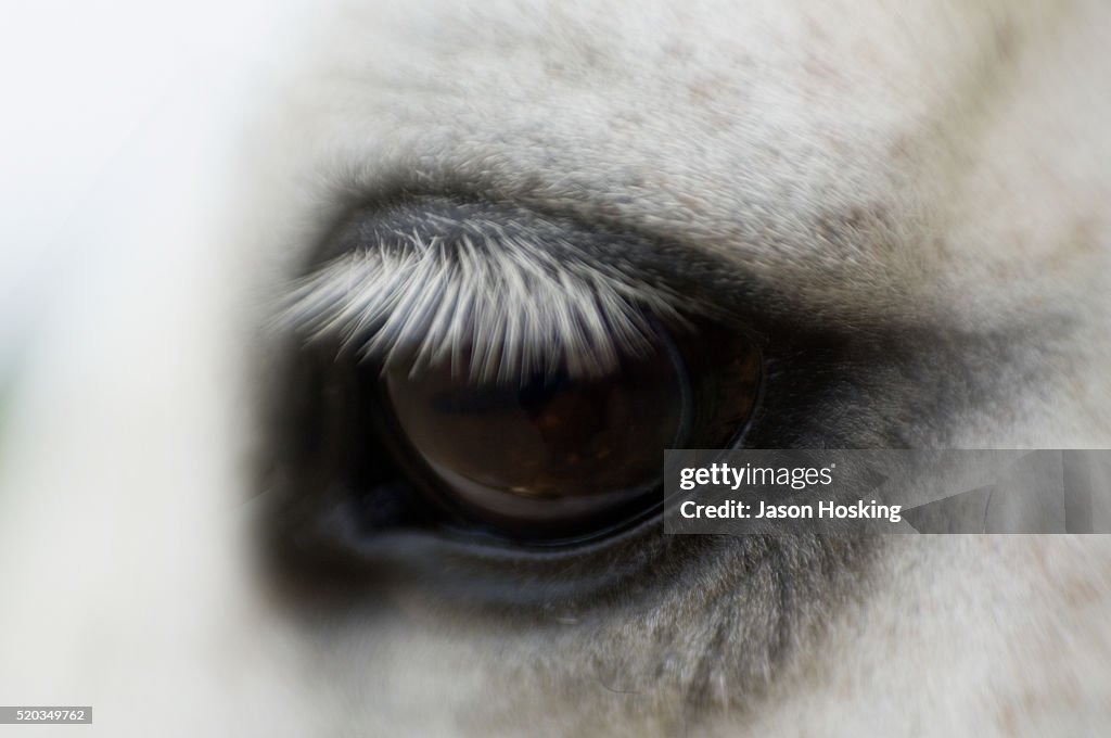 Eye of a Horse