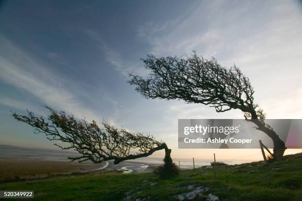 hawthorn trees bent by coastal winds - irish sea stock pictures, royalty-free photos & images