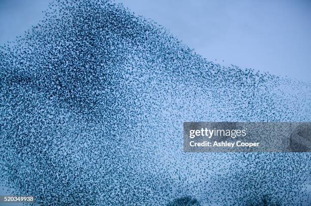 european starlings flocking - charmant stock-fotos und bilder