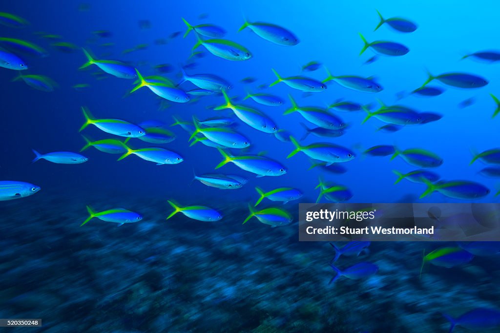 School of yellowback fusiliers