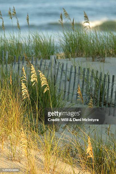 sea oats and picket fence on sand dune - outer banks stock pictures, royalty-free photos & images
